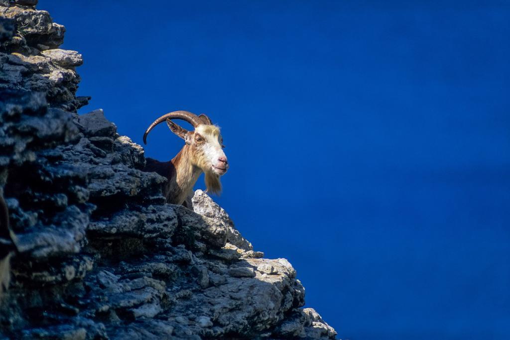 Готель Capo D'Orto - Porto - Corse Екстер'єр фото