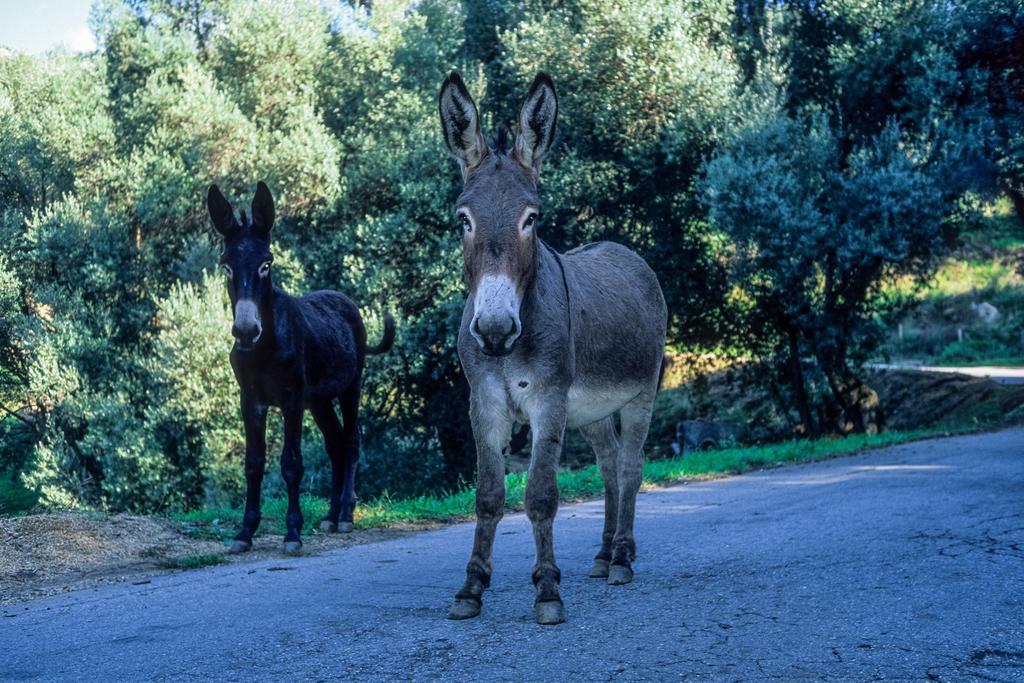 Готель Capo D'Orto - Porto - Corse Екстер'єр фото