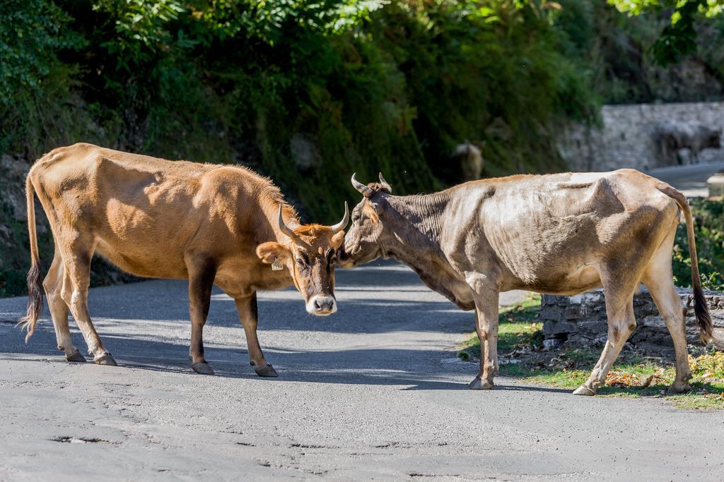 Готель Capo D'Orto - Porto - Corse Екстер'єр фото